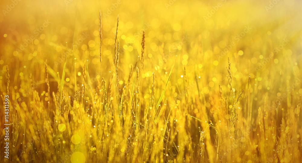 Early morning, the morning sun shining on the grass covered with dew Early morning, the morning sun shining on the grass covered with dew