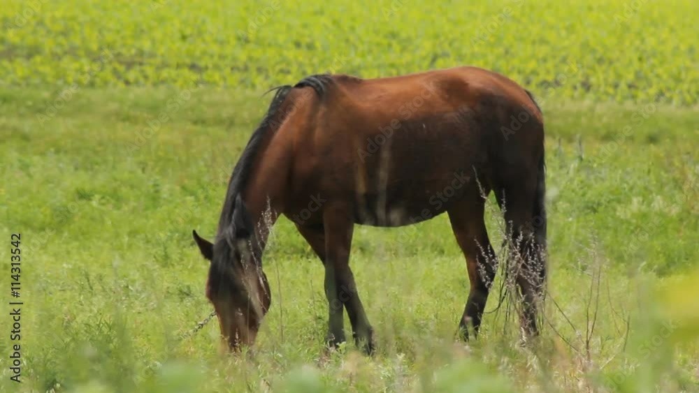 Summer Horse Grazing horses and one sorrel grazing on the meadow Summer Horse Grazing horses and one sorrel grazing on the meadow