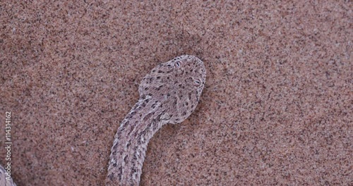 4K close-up of Sidewinder/Peringuey's adder moving across the sand  photo