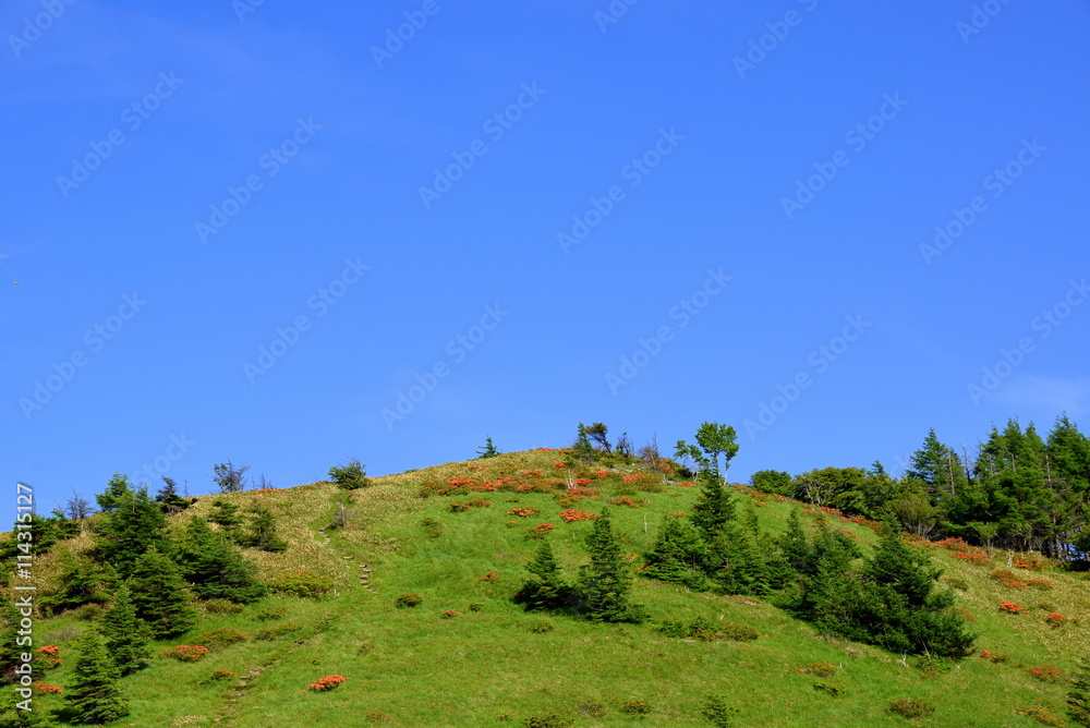 Obraz premium ツツジが咲く高原