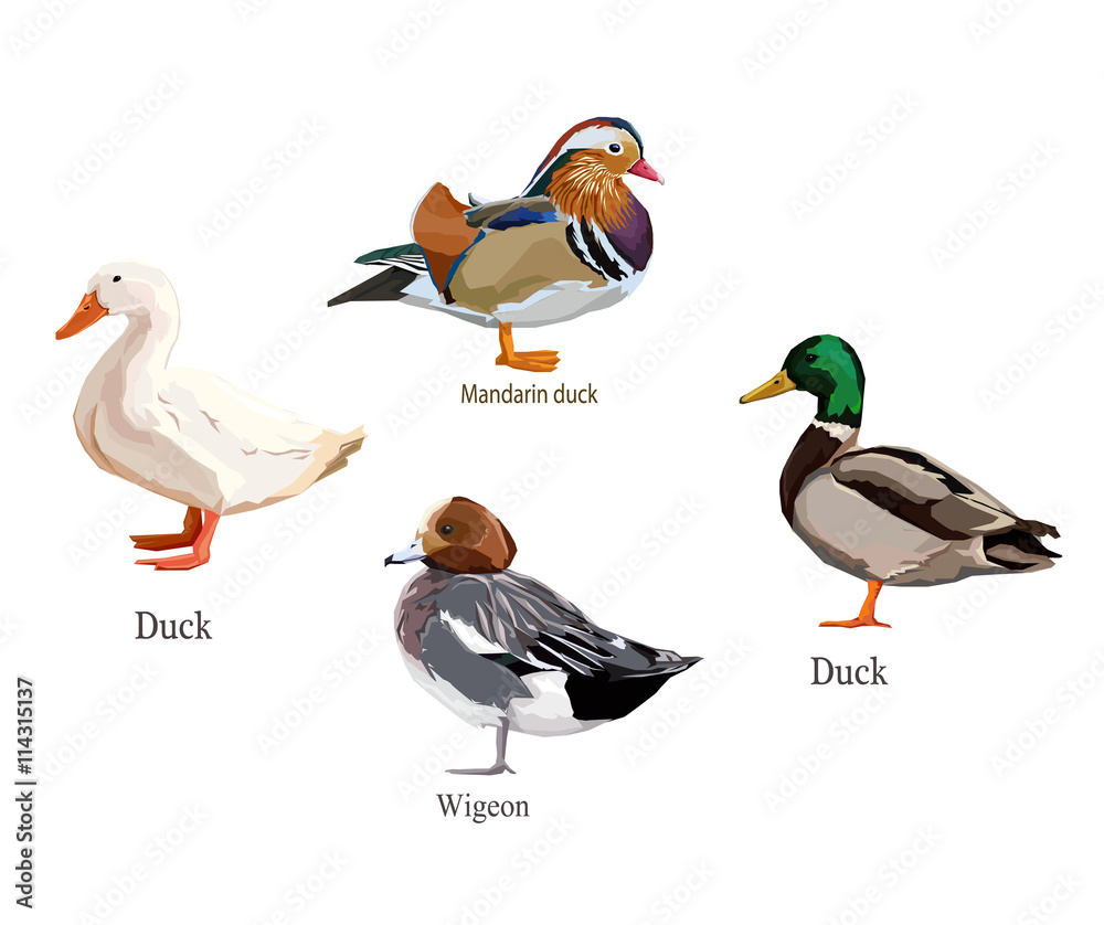 Naklejka premium vector illustration duck, vector set duck