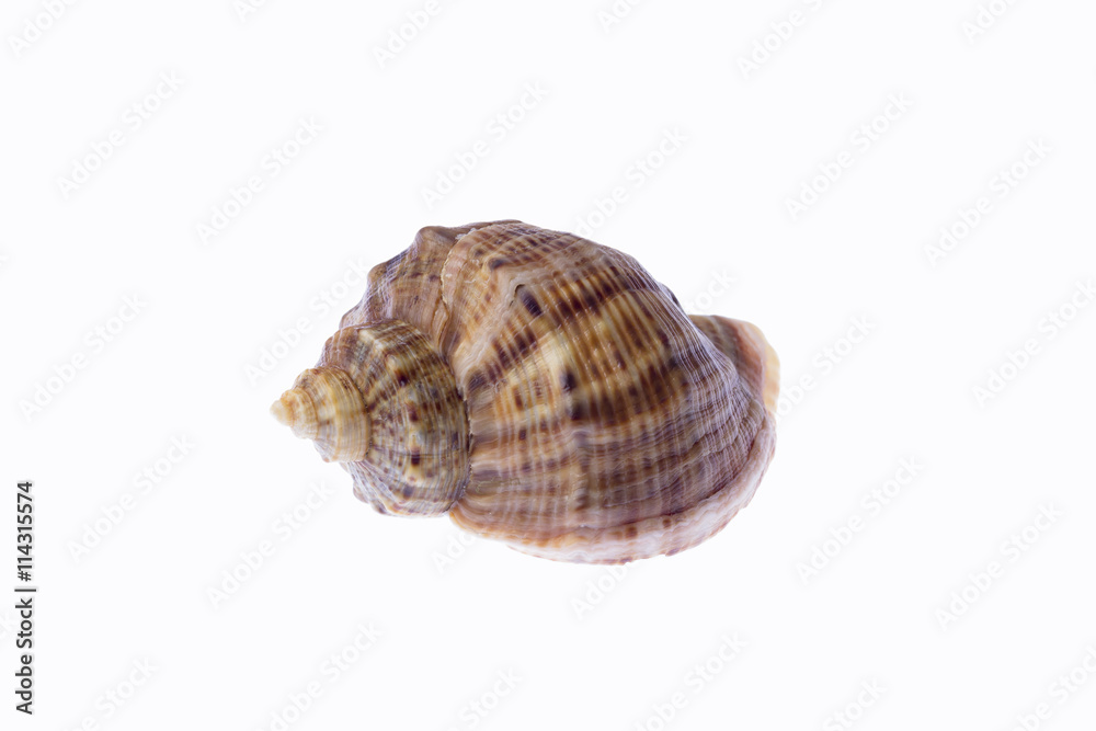 Sea snail isolated on a white background. Sea snail isolated on a white background.