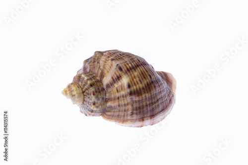 Sea snail isolated on a white background.