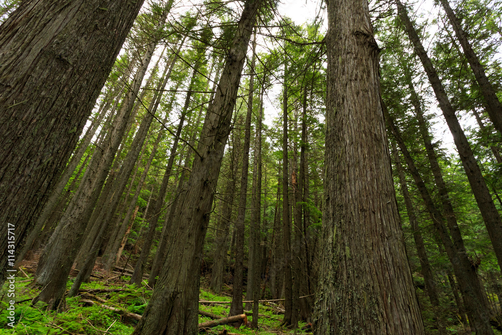 Obraz premium Glacier National Park - Fallen Tree.