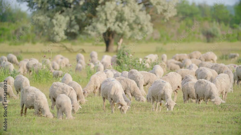 Huge flock of sheep grazing in green field landscape. Shoot with Sony FS7 Huge flock of sheep grazing in green field landscape. Shoot with Sony FS7
