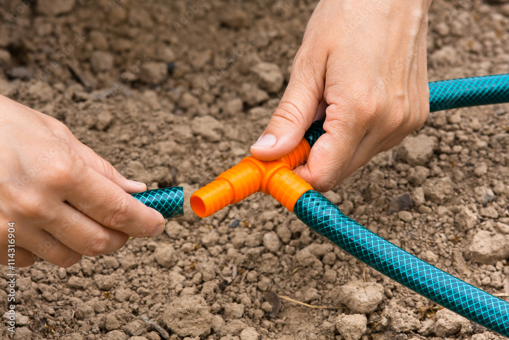 Fototapeta hands of gardener connecting hoses for irrigation