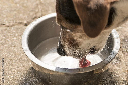 Hund trinkt Wasser - Jack Russell Terrier
