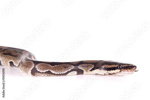 snake © verkoka