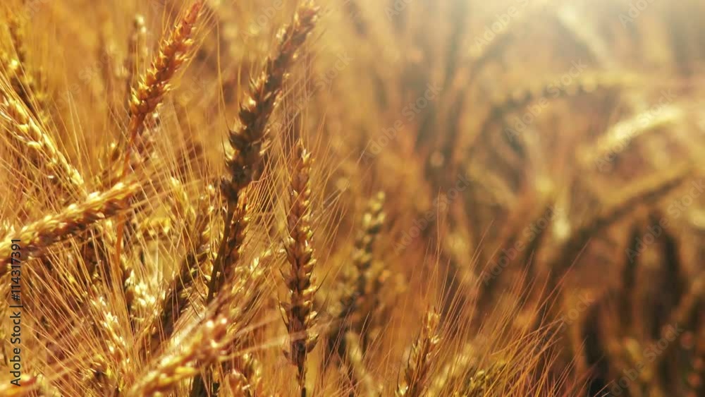 Cultivated wheat crops Cultivated wheat crops