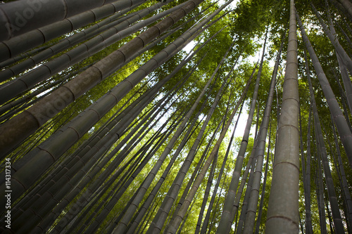 H  koku-ji Temple   A Secluded Bamboo Forest