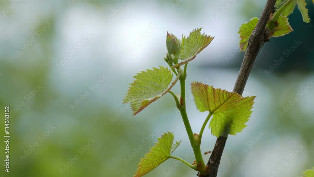 Grape leaves green nature landscape background blur Grape leaves green nature landscape background blur