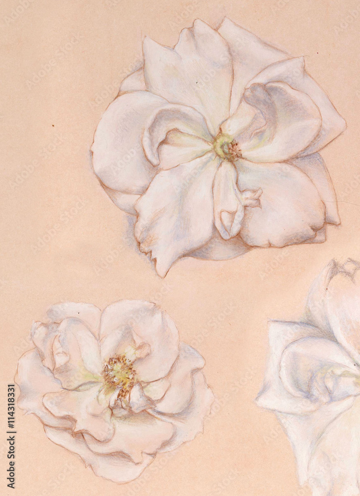 hand drawn roses. realistic pastel sketch of flowers. Nature study. artistic filigree colorful illustration hand drawn roses. realistic pastel sketch of flowers. Nature study. artistic filigree colorful illustration