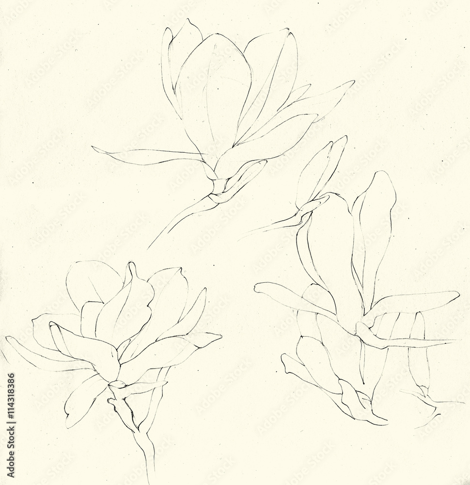 Nature Study | Plant sketches, Art hub, Sketches