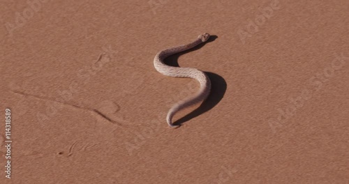 4K shot of sidewinder/Peringuey's adder moving across the sand dune