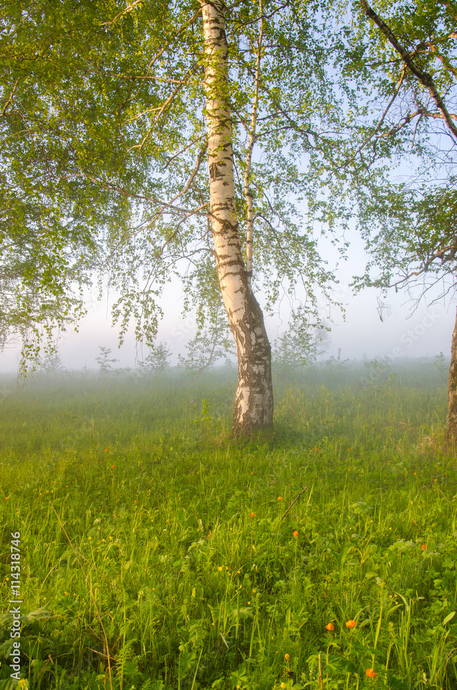 Obraz premium thick morning fog in the summer forest.