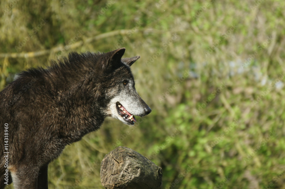 Fototapeta premium loup