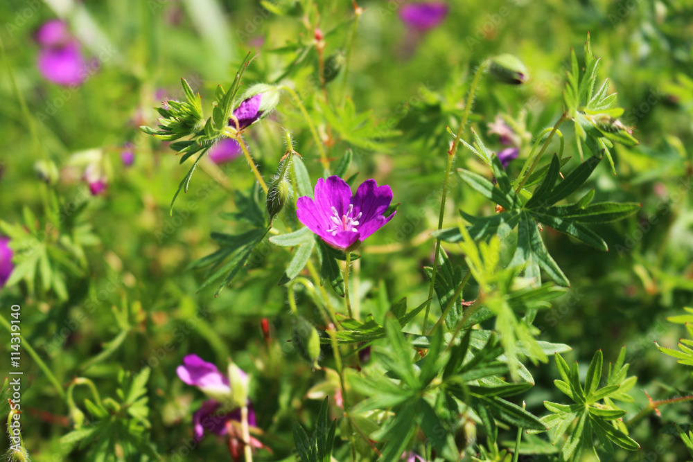 purple meadow flowers