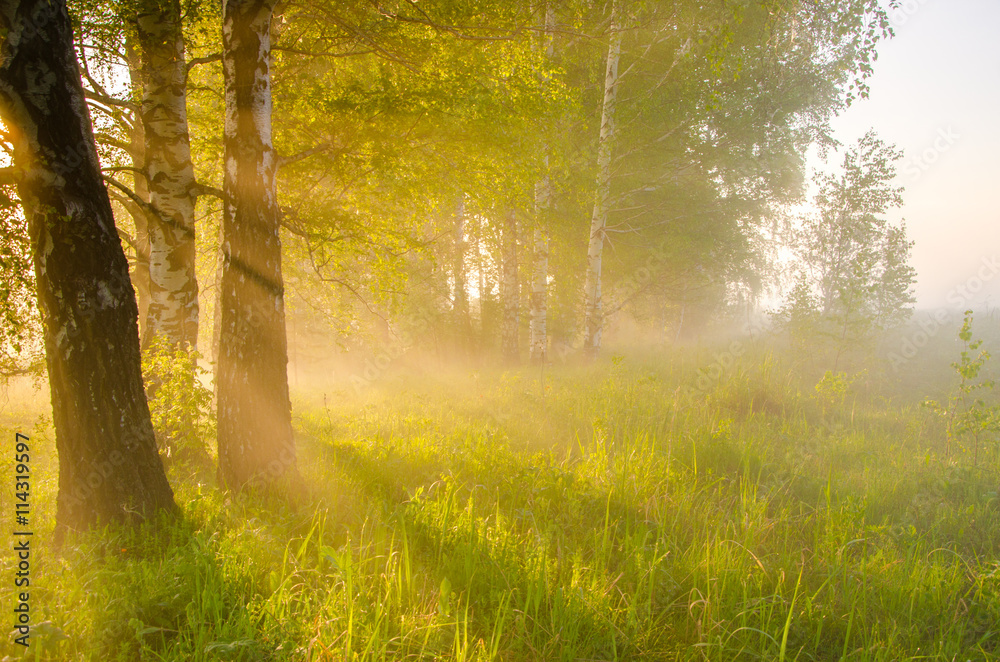 Obraz premium gęsta poranna mgła w letnim lesie.