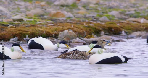 Common eider mating at the arctic sea