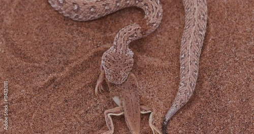 4K shot of sidewinder/Peringuey's adder eating a shovel snouted lizard photo