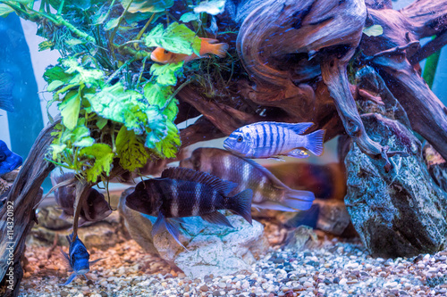 Multicoloured Malawi cichlids. Fish of the genus Cynotilapia photo