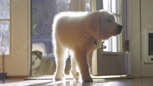 Cute Fluffy white Great Pyrenees puppy dog hops through back door into a house and curiously approaches the camera