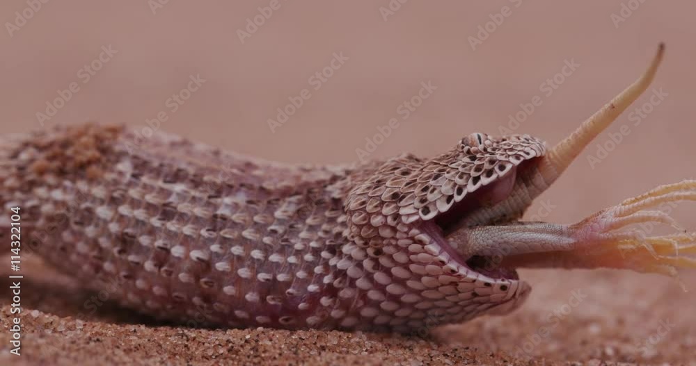 4K shot of sidewinder/Peringuey's adder eating a shovel snouted lizard