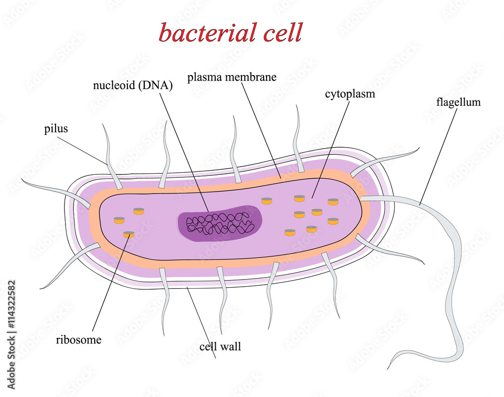 structure-of-a-bacterial-cell-stock-vector-adobe-stock