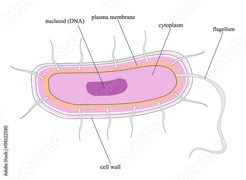 Structure of a bacterial cell