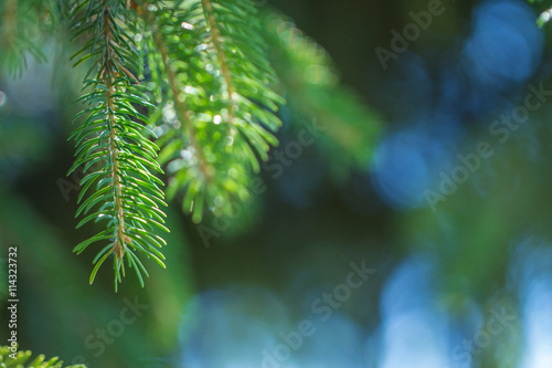 evergreen fir trees