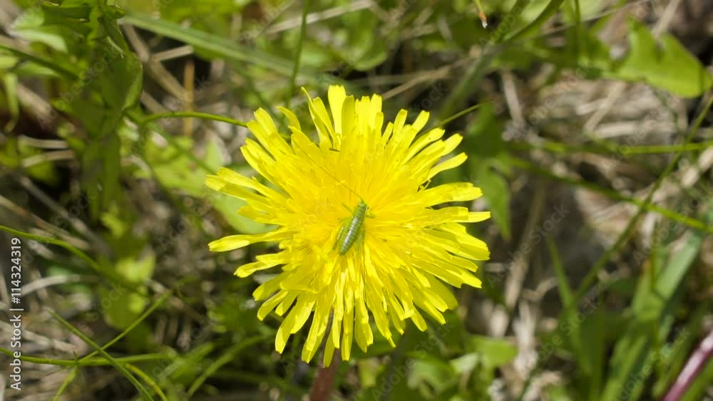 A green shiny grasshopper on the flower of dandelion with the long leaves on the background A green shiny grasshopper on the flower of dandelion with the long leaves on the background