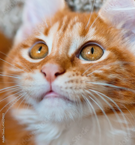 Portrait of domestic red Maine Coon kitten, 3,5 months old