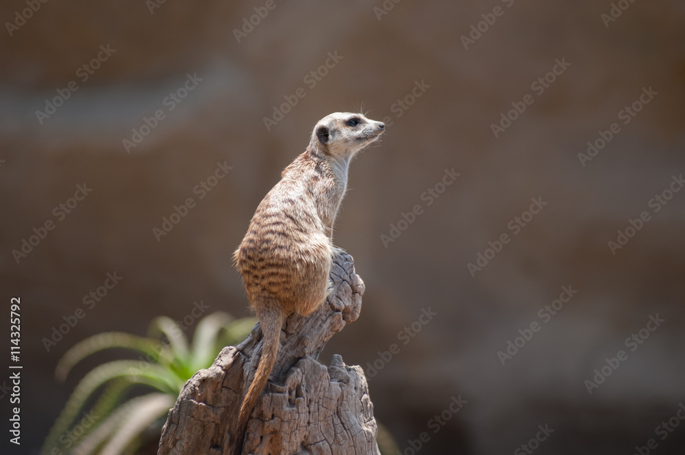 Portrait view of adorable Meerkat sitting high on wooden stump looking right. Portrait view of adorable Meerkat sitting high on wooden stump looking right.