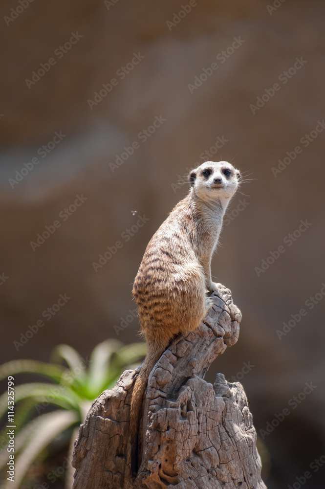 Fototapeta premium Adorable Meerkat sitting high on wooden stump looking straight. 