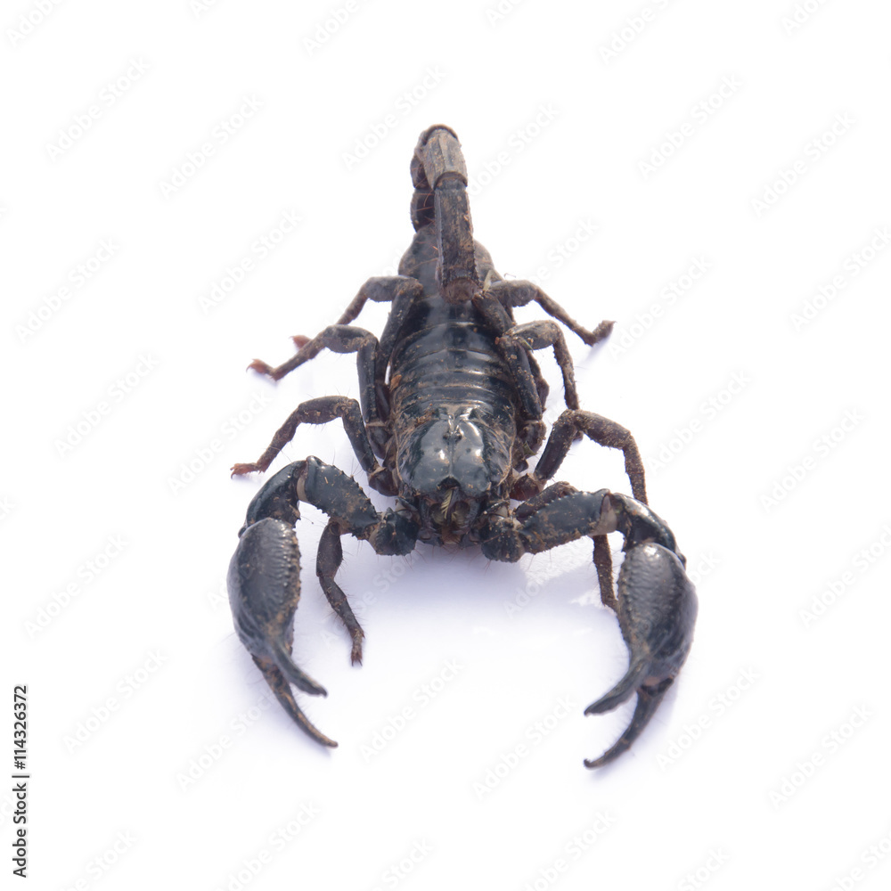 Giant Asian black scorpion isolated on white Giant Asian black scorpion isolated on white