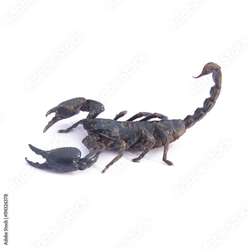 Giant Asian black scorpion isolated on white