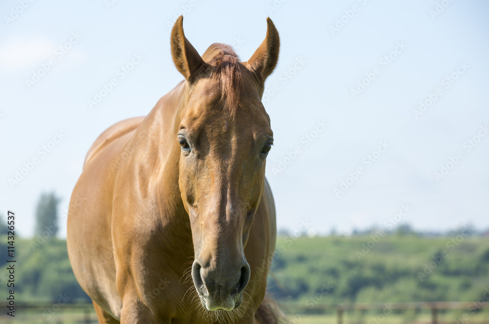 Fototapeta premium Chestnut horse