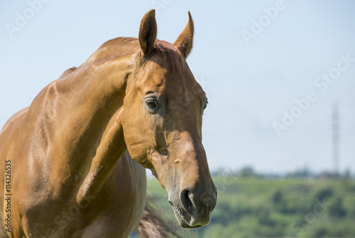 Fototapeta Naklejka Na Ścianę i Meble -  Chestnut horse