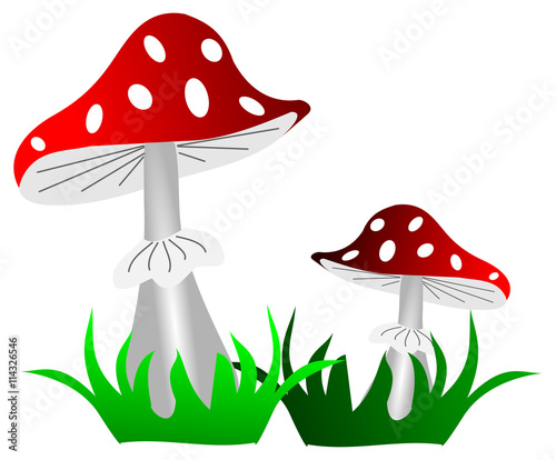 toadstool ,(Amanita muscaria)