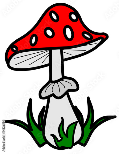 toadstool ,(Amanita muscaria)