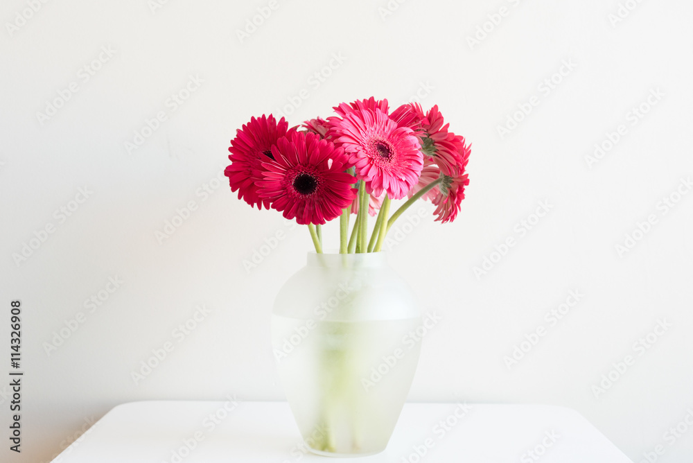 Crimson gerberas in a glass vase on a white table against a white wall Crimson gerberas in a glass vase on a white table against a white wall