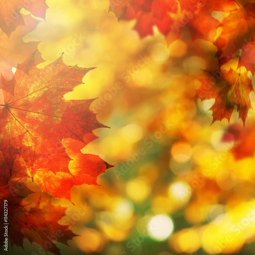 Autumn Background with Maple Leaves. Fall Border