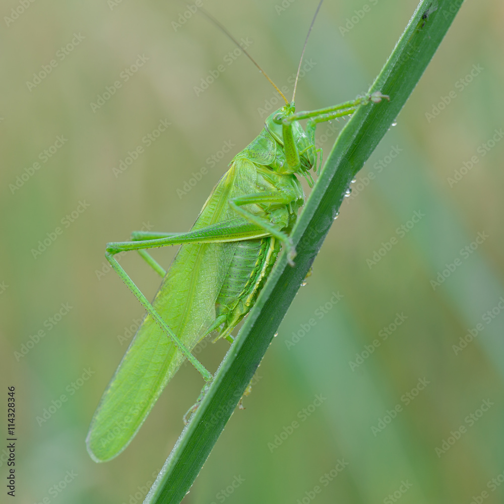 Grünes Heupferd (Tettigonia viridissima) auf einer Wiese im Morgentau Grünes Heupferd (Tettigonia viridissima) auf einer Wiese im Morgentau