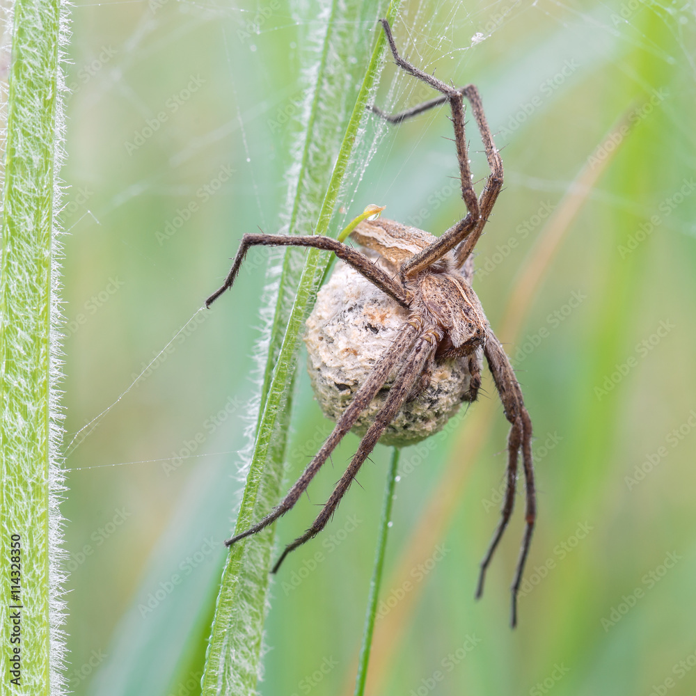 Eine Spinne mit Kokon welcher die Jungspinnen enthält auf einer taunassen  Wiese Stock-Foto | Adobe Stock