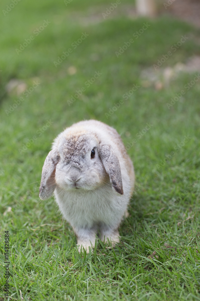 Adorable and cute fluffy Holland Lops rabbit Adorable and cute fluffy Holland Lops rabbit