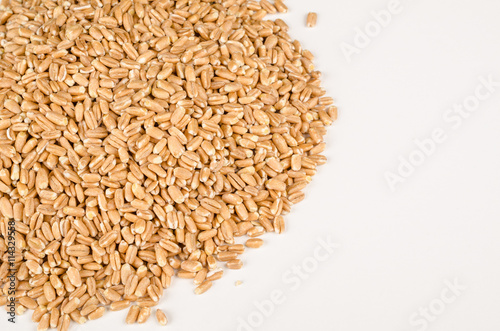 Spelt grain