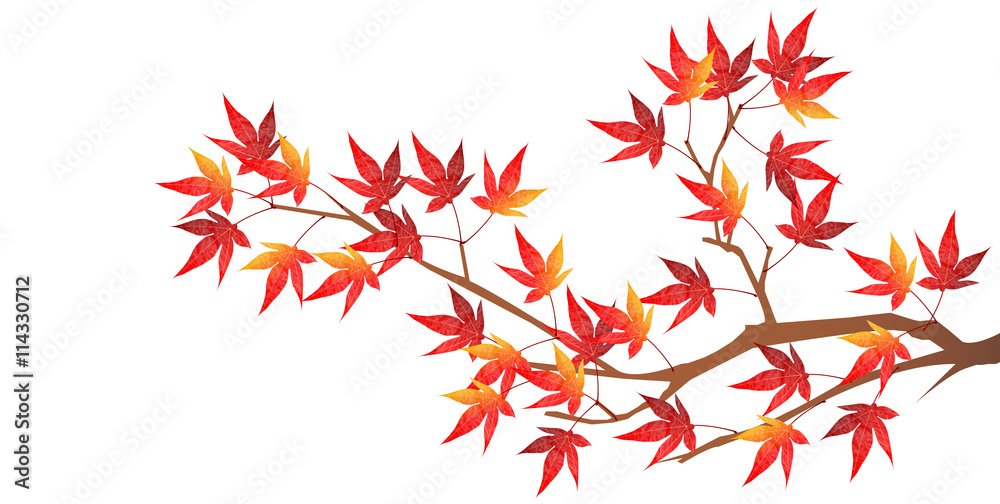紅葉 秋 風景 背景 紅葉 秋 風景 背景
