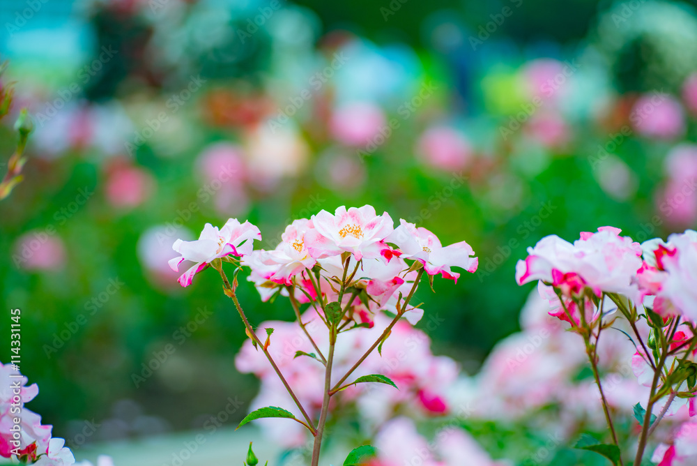 Pink Rose Pink Rose
