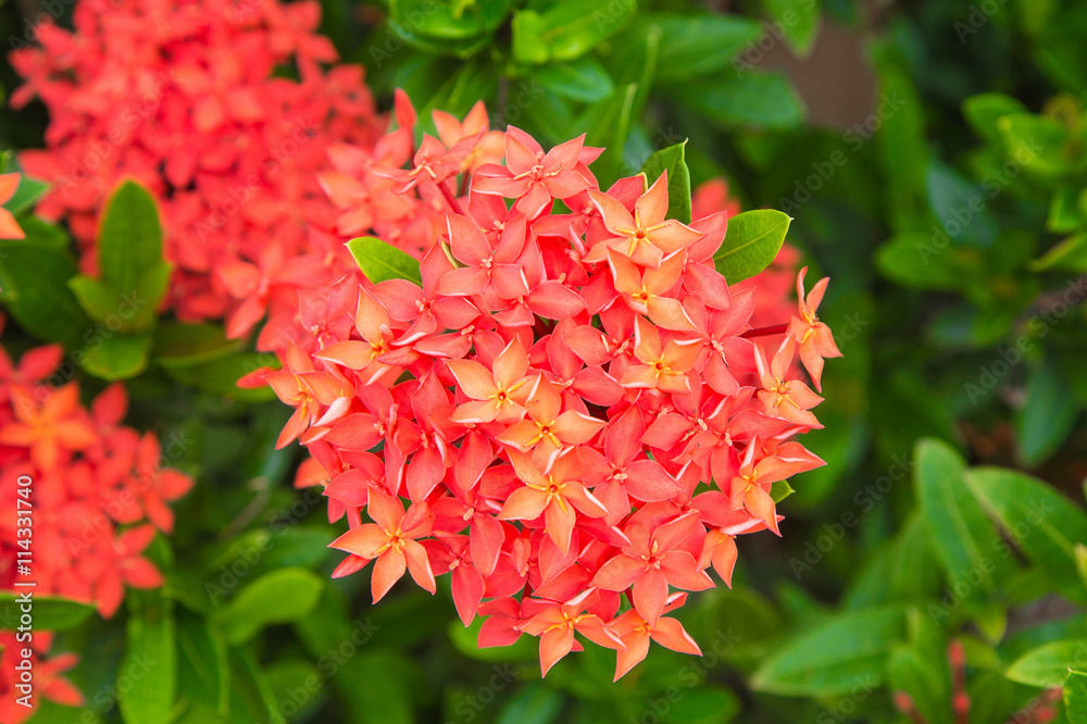 Red Ixora flower