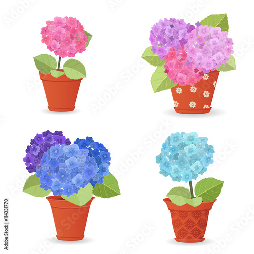 collection of hortensia planted in ceramic pots for your design
